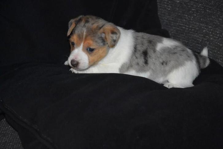 Prachtig Tricolor Blue Merle Jack Russell pupje, Dieren en Toebehoren, Honden | Jack Russells en Terriërs, Teef, Jack Russell Terriër