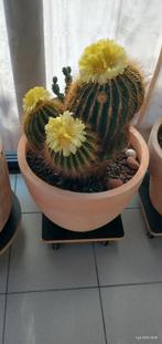 Cactus, Ophalen, Cactus