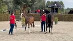 Merrieveulen BWP, dressuur., Merrie, Gechipt, Niet van toepassing, Dressuurpaard
