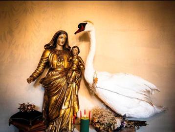 Taxidermie zwaan  beschikbaar voor biedingen