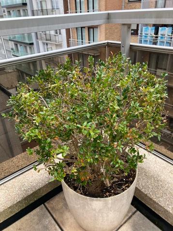 Buxus met pot beschikbaar voor biedingen
