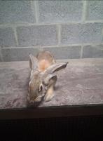 Jonge reuzevlinder voedster, Dieren en Toebehoren, Konijnen, Vrouwelijk, Groot, 0 tot 2 jaar