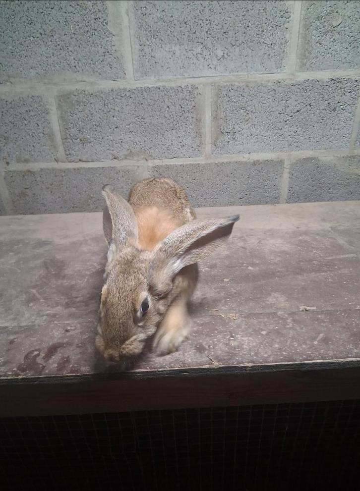 Jonge reuzevlinder voedster, Dieren en Toebehoren, Konijnen, Groot, Vrouwelijk, 0 tot 2 jaar