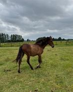 Jaarling PRE hengst, heel goed papier!, Hengst