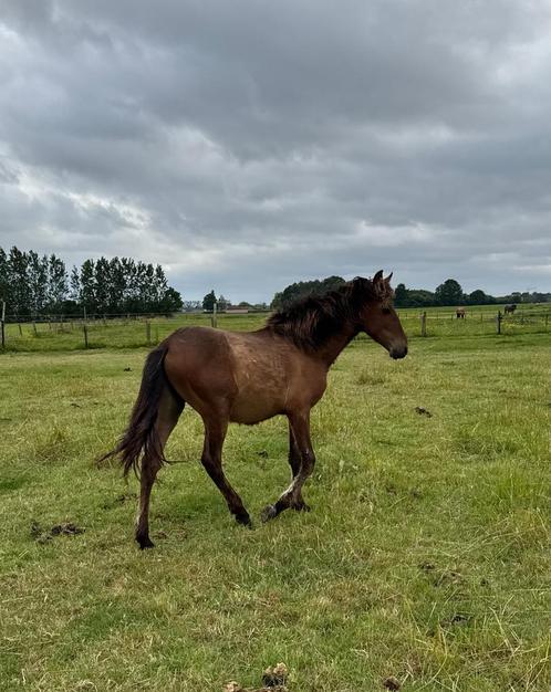 Jaarling PRE hengst, heel goed papier!, Dieren en Toebehoren, Pony's, Hengst