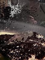 Pleco aquarium vissen, Vis, Zoetwatervis