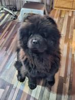 Recherché : Chow Chow Stud, Animaux & Accessoires, 3 à 5 ans, Chien (mâle), Parvovirose, Belgique