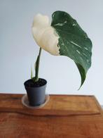 Monstera thai'con high var., Autres espèces, En pot, Moins de 100 cm, Enlèvement