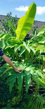 Tetrapanax, Rijstpapierplant., Tuin en Terras, Planten | Tuinplanten, Volle zon, Vaste plant, Bloeit niet, Ophalen