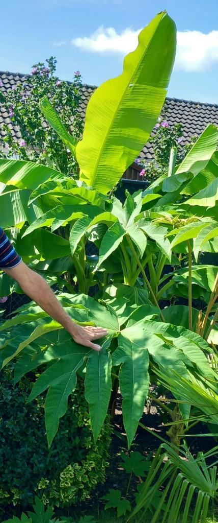 Tetrapanax, Rijstpapierplant., Tuin en Terras, Planten | Tuinplanten, Vaste plant, Overige soorten, Volle zon, Bloeit niet, Ophalen