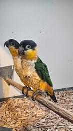 Mooi paar zwartkop Caiques, Dieren en Toebehoren