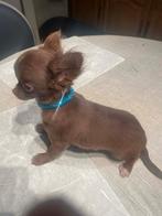 Chihuahua-pups mooi mini raszuiver zeer mooi kleintjes, België, Fokker | Hobbymatig, 8 tot 15 weken, CDV (hondenziekte)