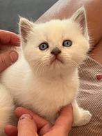 Brits Korthaar kittens met stamboom, Dieren en Toebehoren, Katten en Kittens | Raskatten | Korthaar, Kater, Gechipt, 0 tot 2 jaar