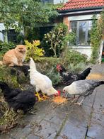 Jonge haan om te geven, Dieren en Toebehoren, Pluimvee, Mannelijk, Kip