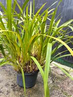 Orchidee Cymbidium, Ophalen, Overige soorten
