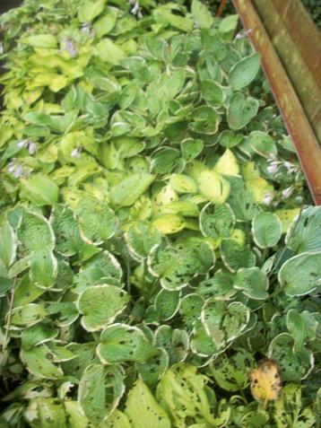 Hosta's met schade beschikbaar voor biedingen