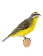 Serin Mozambique, Domestique, Oiseau chanteur sauvage, Plusieurs animaux