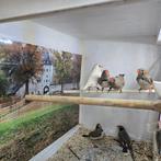 Zebravinken zie beschrijving, Décembre, Plusieurs animaux