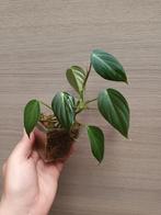 Philodendron glorious, Ophalen of Verzenden