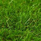 Beau gazon = pelouse passée au scarificateur, Jardin & Terrasse, Scarificateurs, Comme neuf, Enlèvement ou Envoi