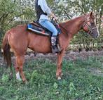 Mooie 8 jarige quarter, Merrie, M