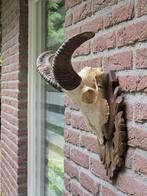 Moeflon schedel op prachtig houten schild jacht Mancave c52, Ophalen of Verzenden, Wild dier, Schedel