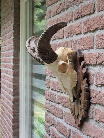 Moeflon schedel op prachtig houten schild jacht Mancave c52 beschikbaar voor biedingen