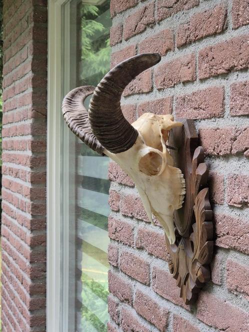 Moeflon schedel op prachtig houten schild jacht Mancave c52, Verzamelen, Dierenverzamelingen, Schedel, Wild dier, Ophalen of Verzenden
