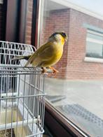 Kanaries man, Dieren en Toebehoren, Vogels | Kanaries