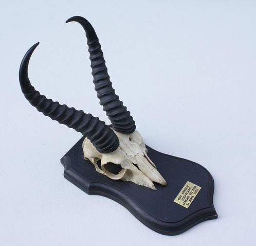 Schedel SPRINGBOK op zwart houten schild (ref. K), Verzamelen, Dierenverzamelingen, Gebruikt, Schedel, Wild dier, Ophalen of Verzenden