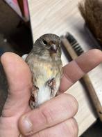 Kruisingen, Dieren en Toebehoren, Mannelijk, Wildzangvogel, Geringd