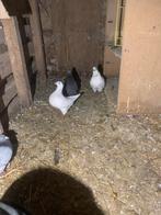 Zware vlees duiven / kingduiven, Dieren en Toebehoren, Meerdere dieren, Overige soorten