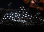 L471 hypancistrus, Vis, Zoetwatervis