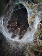 P murinus Kigoma tarantula vogelspin, Spin of Schorpioen