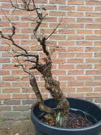 Bonsai meidoorn Wit Deze plant heeft doorns, Tuin en Terras, Ophalen of Verzenden