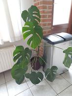 Monstera plant groot 1m+, Maison & Meubles, Plantes d'intérieur, Enlèvement