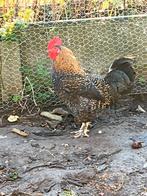 groenlegger haan, Dieren en Toebehoren, Mannelijk, Kip