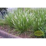 Sesleria autumnalis- Herfstheidegras, Ophalen, Vaste plant, Siergrassen, Halfschaduw