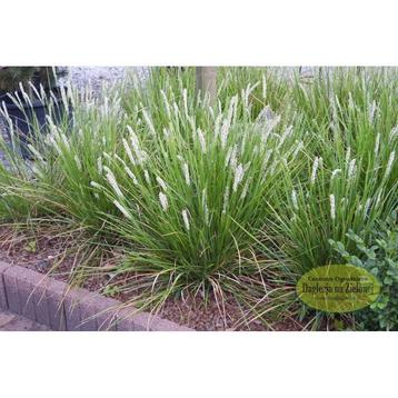 Sesleria autumnalis- Herfstheidegras beschikbaar voor biedingen