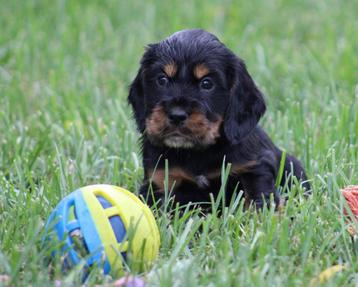 Engelse Cocker pups beschikbaar voor biedingen