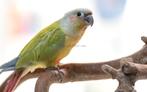 conure élevé a la main, Dieren en Toebehoren, Meerdere dieren, Papegaai, Pratend