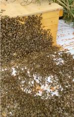 Carnica bijenvolk te koop (zwerm), Dieren en Toebehoren, Bijen