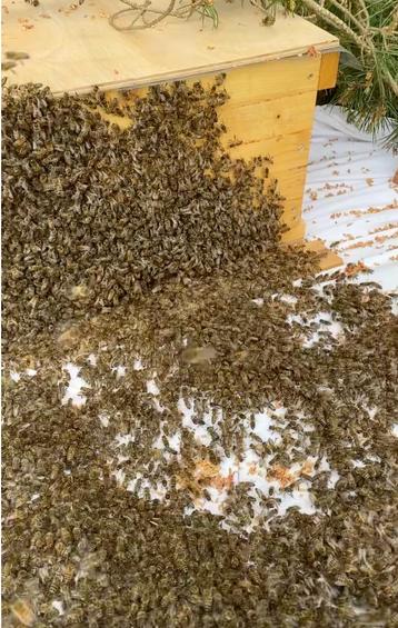 Carnica bijenvolk te koop (zwerm) beschikbaar voor biedingen