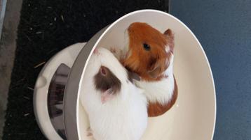 Cavia beertjes, Dieren en Toebehoren, Knaagdieren, Mannelijk, Cavia, Tam