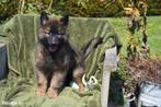 Tervurense Herder pups, Dieren en Toebehoren, Honden | Herdershonden en Veedrijvers, België, CDV (hondenziekte), 8 tot 15 weken