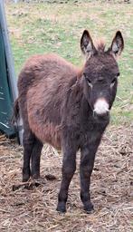 Mediterrane Miniatuur Ezeltjes - 2 merrie veulens, Dieren en Toebehoren, Mei, Vrouwelijk