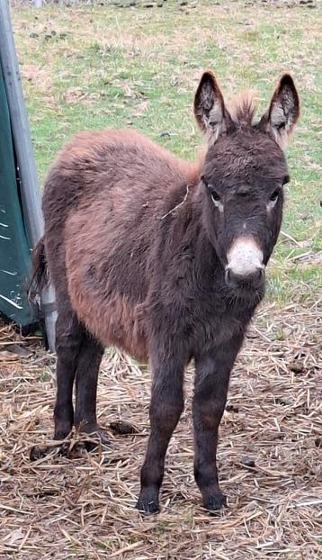Mediterrane Miniatuur Ezeltjes - 2 merrie veulens mini-ezel beschikbaar voor biedingen