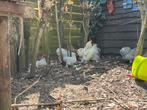 Gratis cochin kippen, Dieren en Toebehoren