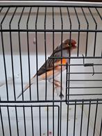 Koppel harlekijn kanaries, Meerdere dieren, Postuurkanarie