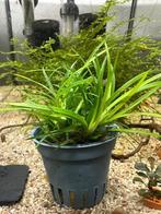 Eriocaulon sp. Vietnam, Ophalen of Verzenden, Nieuw, Plant(en), Steen of Hout
